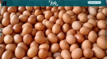 أسعار البيض في الإسكندرية السبت 25 أكتوبر: التفاصيل الكاملة